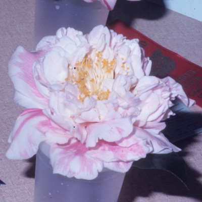 Elizabeth Le Bey Blush
